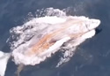 whalenets