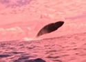 whalepolynesica