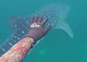 whalesharkpaki