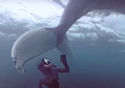 whaletail