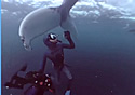 whaletailstrike