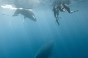 whaletourism