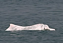 whitedolphinchina