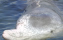 wingmandolphin