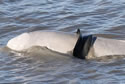 wrappedbeluga