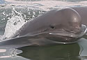 wuhanporpoise