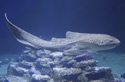 zebrashark