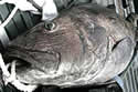 blackseabassdock