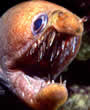 morayeel