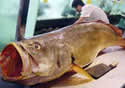 75000luckyfishsm