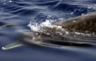 Arnoux Beaked Whales