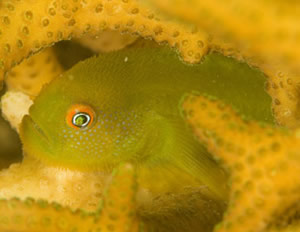 Coral dwelling gobies