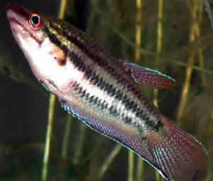 Croaking gourami