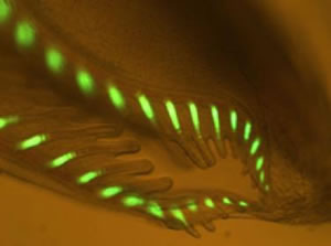 Green Fluorescent Proteins