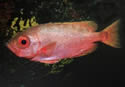 Heteropriacanthuscruentatussm
