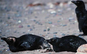 Magellanic penguins