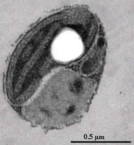 Ostreococcus tauri