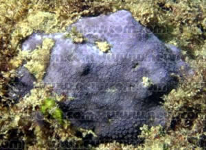 Porites decussata