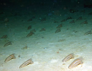 Sea Cucumbers