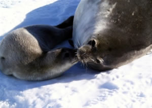 Weddell Seal