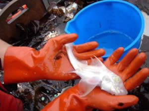 albino catfish holding