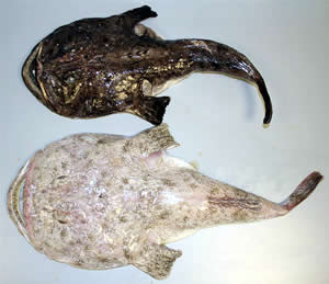 albino monkfish