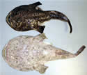 albinomonkfishsm