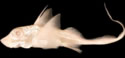 albino ratfish
