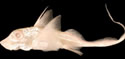 albinoratfishsm