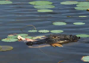 alligator eats snorkeler arm
