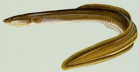 american eel