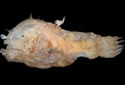 anglerfishsmall