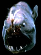 anglerfishsm
