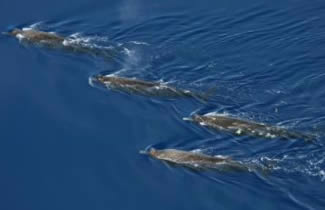 arnoux beaked whales pod