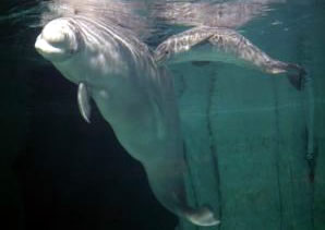 baby beluga dies