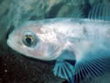 baldrockcod