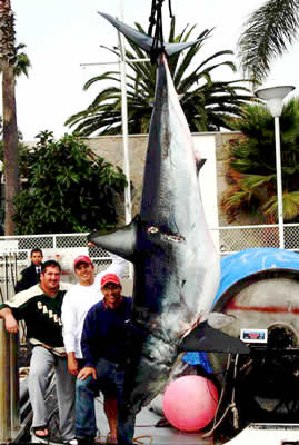 big mako