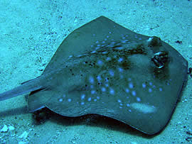 blue spotted stingray