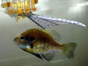 bluegill sunfish