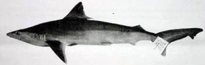 borneo shark