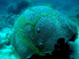 brain coral pollution