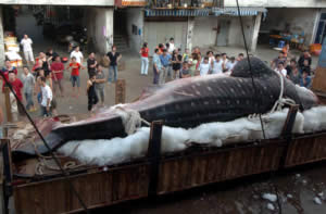 china whale shark