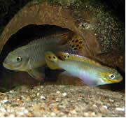 cichlids