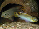 cichlidssm