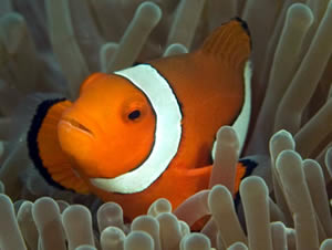 clownfish