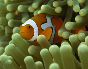 clownfish chemical tag