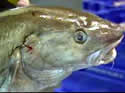 cod