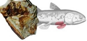 coelacanth fins