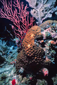 coral reef2 noaa