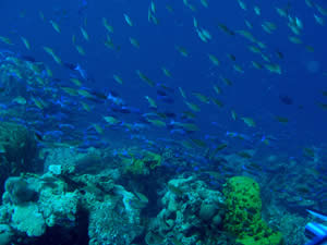 coral reef noaa